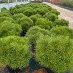 Borovica čierna (Pinus nigra) ´PIERRICK BREGEON´® - výška 60-80 cm, ⌀ 50-70 cm, kont. C25L